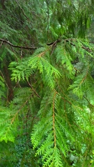 Chamaecyparis formosensis