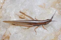 Brachycrotaphus tryxalicerus