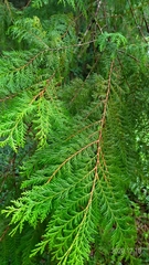 Chamaecyparis formosensis