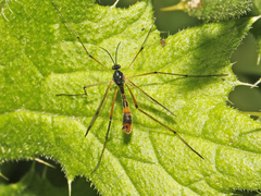 Ptychoptera quadrifasciata
