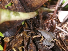 Craugastor stejnegerianus