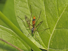 Ptychoptera quadrifasciata