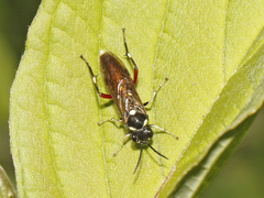 Macrophya punctumalbum