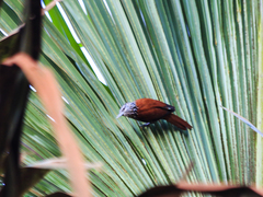 Berlepschia rikeri