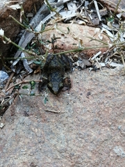 Eleutherodactylus pipilans