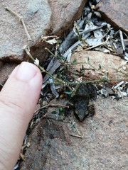 Eleutherodactylus pipilans