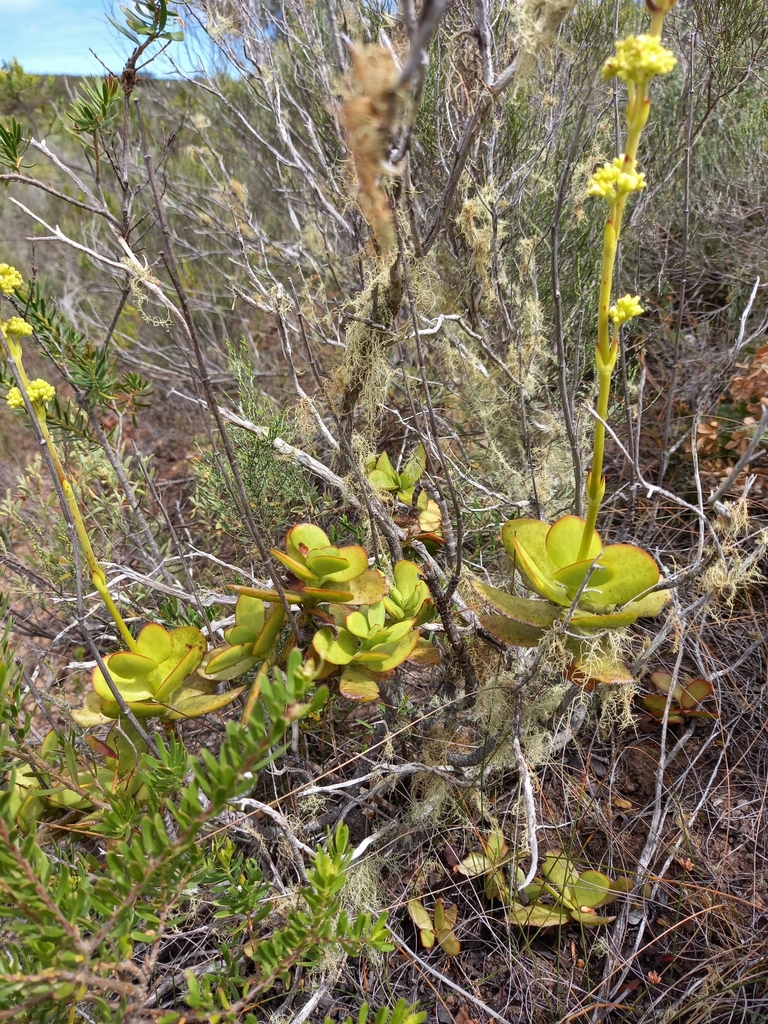 Globulea