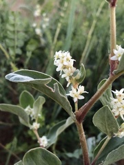 Polygonum sericeum
