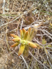 Crassula mollis