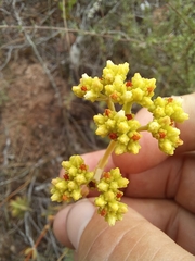 Crassula mollis