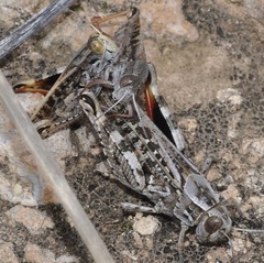 Calliptamus barbarus