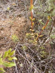 Crassula mollis