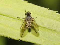 Chrysopilus pilosus