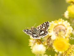 Spialia