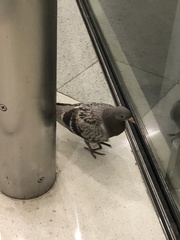 Columba livia domestica