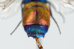Chrysis splendidula