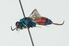 Chrysis splendidula