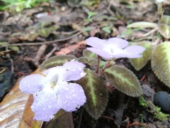 Episcia lilacina