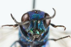 Chrysis splendidula