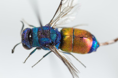Chrysis splendidula