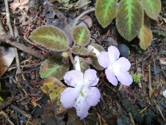 Episcia lilacina