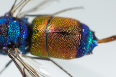 Chrysis splendidula