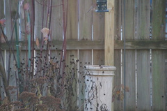 Haemorhous mexicanus