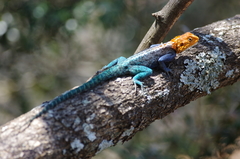 Agama kirkii