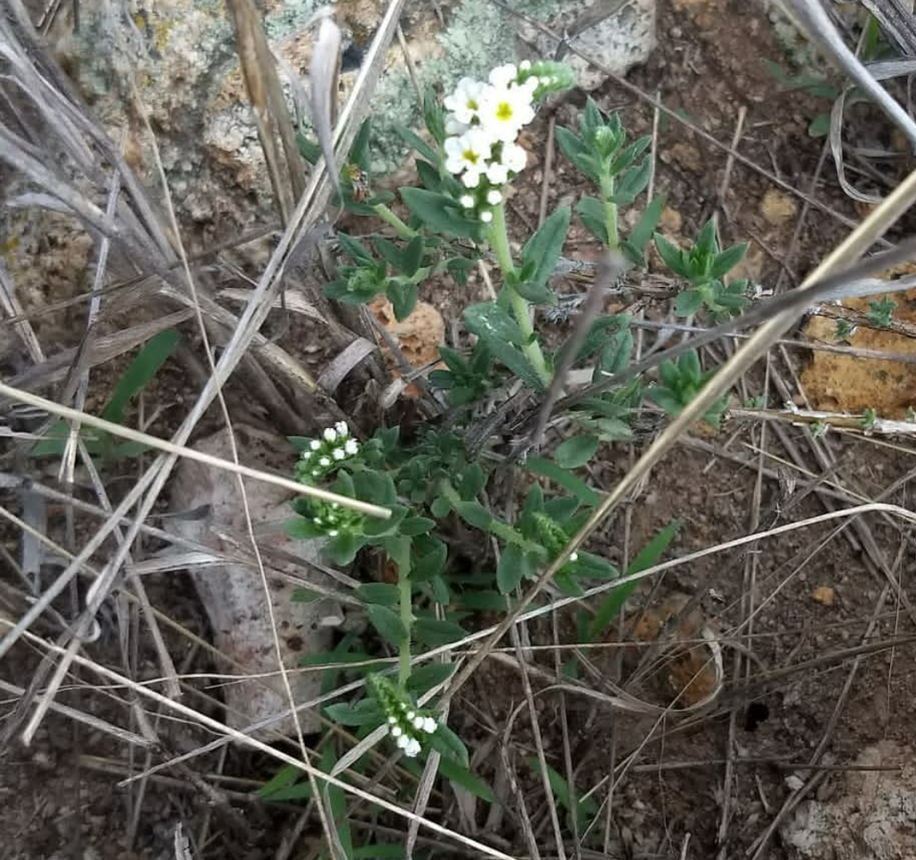 Euploca mexicana