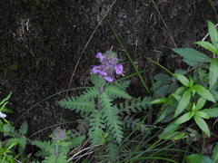 Pedicularis refracta transmorrisonensis