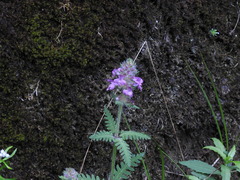 Pedicularis refracta transmorrisonensis