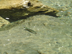 Oncorhynchus masou formosanus