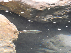 Oncorhynchus masou formosanus