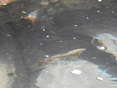 Oncorhynchus masou formosanus