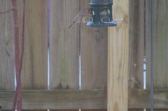 Haemorhous mexicanus