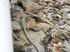 Takydromus hsuehshanensis
