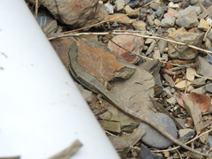 Takydromus hsuehshanensis