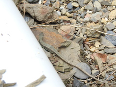 Takydromus hsuehshanensis
