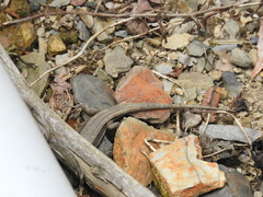 Takydromus hsuehshanensis
