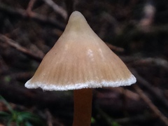 Cortinarius acutus image