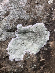 Lecanora saxigena