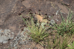 Cyperus semitrifidus