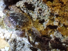 Metopograpsus thukuhar