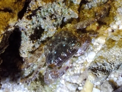 Metopograpsus thukuhar