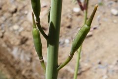 Eruca pinnatifida image