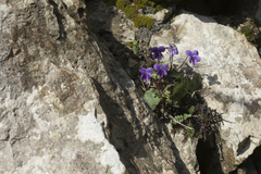 Viola alba dehnhardtii