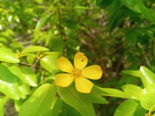 Arboa madagascariensis image