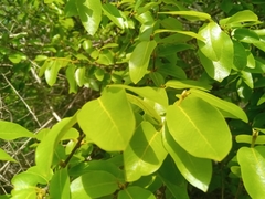 Arboa madagascariensis image