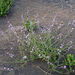 Erucaria erucarioides - Photo (c) lougarou,  זכויות יוצרים חלקיות (CC BY-NC), הועלה על ידי lougarou