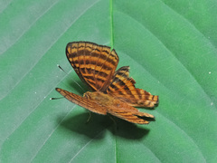 Zemeros emesoides